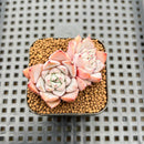 Echeveria 'Black Ball' 2" Succulent Plant Cutting