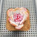 Echeveria 'Cream Sun' 2"-3" Succulent Plant Cutting