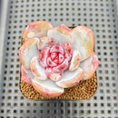 Echeveria 'Cream Sun' 2"-3" Succulent Plant Cutting