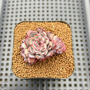 Echeveria 'Wiz Beauty' 2" Succulent Plant Cutting