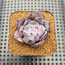 Echeveria 'Black Sabbath' 2" Succulent Plant Cutting