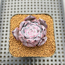 Echeveria 'Black Sabbath' 2" Succulent Plant Cutting