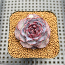 Echeveria 'Yasmin' 2" Succulent Plant Cutting