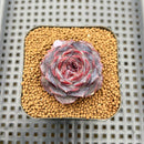 Echeveria 'Yasmin' 2" Succulent Plant Cutting