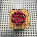 Echeveria 'Blackpink' 1"-2" Succulent Plant Cutting