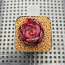 Echeveria 'Blackpink' 1"-2" Succulent Plant Cutting