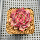 Echeveria 'Purple Elin' 2" Succulent Plant Cutting