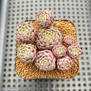 Echeveria 'Abbott' 2" Cluster Succulent Plant Cutting