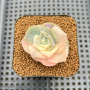 Graptoveria 'Lovely Rose' Variegated 1"-2" Succulent Plant Cutting