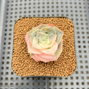 Graptoveria 'Lovely Rose' Variegated 1"-2" Succulent Plant Cutting
