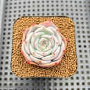 Echeveria 'Pikachu' 2" Succulent Plant Cutting