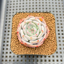 Echeveria 'Pikachu' 2" Succulent Plant Cutting