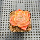 Echeveria sp. 2" Succulent Plant Cutting