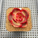 Echeveria 'Red Lantern' 2" Succulent Plant Cutting