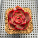 Echeveria 'Red Lantern' 2" Succulent Plant Cutting