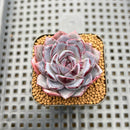 Echeveria 'Black Raccoon' 1" Succulent Plant Cutting