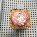 Echeveria sp. 1" Succulent Plant Cutting