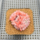 Echeveria 'Alice Blue' 2" Succulent Plant Cutting