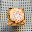 Echeveria sp. 1" Succulent Plant Cutting