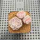 Echeveria 'Rio Heart' 1" Succulent Plant Cutting