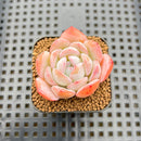 Echeveria 'Blue Powder' 1" Succulent Plant Cutting