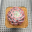 Echeveria 'Ellis' 2" Succulent Plant Cutting