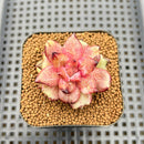 Echeveria sp. Mutated 2" Succulent Plant Cutting