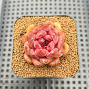 Echeveria sp. 2" Succulent Plant Cutting