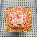 Echeveria 'Starmark' 2" Succulent Plant Cutting