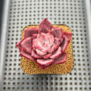 Echeveria 'Red Knot' 2" Succulent Plant Cutting