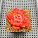 Echeveria sp. 1"-2" Succulent Plant Cutting