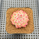 Echeveria 'Essence' 1"-2" Succulent Plant Cutting