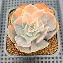 Echeveria 'Pollux' Variegated 3" Succulent Plant Cutting