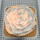Echeveria 'Pollux' Variegated 3" Succulent Plant Cutting