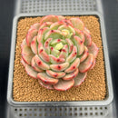 Echeveria sp. 3" Succulent Plant Cutting