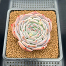 Echeveria 'Pikachu' 3" Succulent Plant Cutting