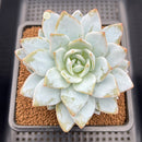 Echeveria 'Dyu Dyu' (듀듀) 3"-4" Succulent Plant Cutting