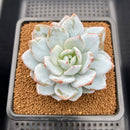 Echeveria 'Dyu Dyu' (듀듀) 2" Succulent Plant Cutting
