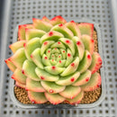 Echeveria Agavoides 'Amestro' Variegated 3" Succulent Plant Cutting