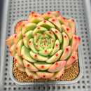 Echeveria Agavoides 'Amestro' Variegated 3" Succulent Plant Cutting
