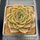 Echeveria 'Natasha Blue' 4" New Hybrid Succulent Plant Cutting