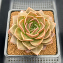 Echeveria 'Natasha Blue' 4" New Hybrid Succulent Plant Cutting
