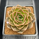 Echeveria 'Natasha Blue' 4" New Hybrid Succulent Plant Cutting