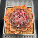 Echeveria 'Purple Sherin' 3"-4" Succulent Plant Cutting