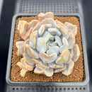 Echeveria 'Thriller Pearl' 4" Succulent Plant Cutting