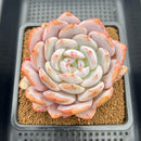 Echeveria 'Orange Monroe' 4" Succulent Plant Cutting