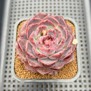 Echeveria 'Yasmin' 3" Succulent Plant Cutting
