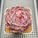 Echeveria 'Yasmin' 3" Succulent Plant Cutting