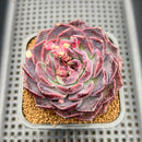 Echeveria 'Yasmin' 3" Succulent Plant Cutting