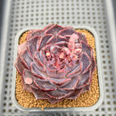 Echeveria 'Yasmin' 3" Succulent Plant Cutting